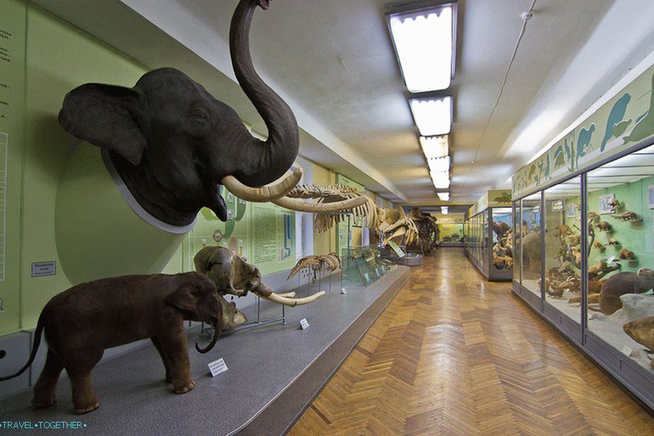 Hlavu slona dostal před několika lety blízká zoologická zahrada