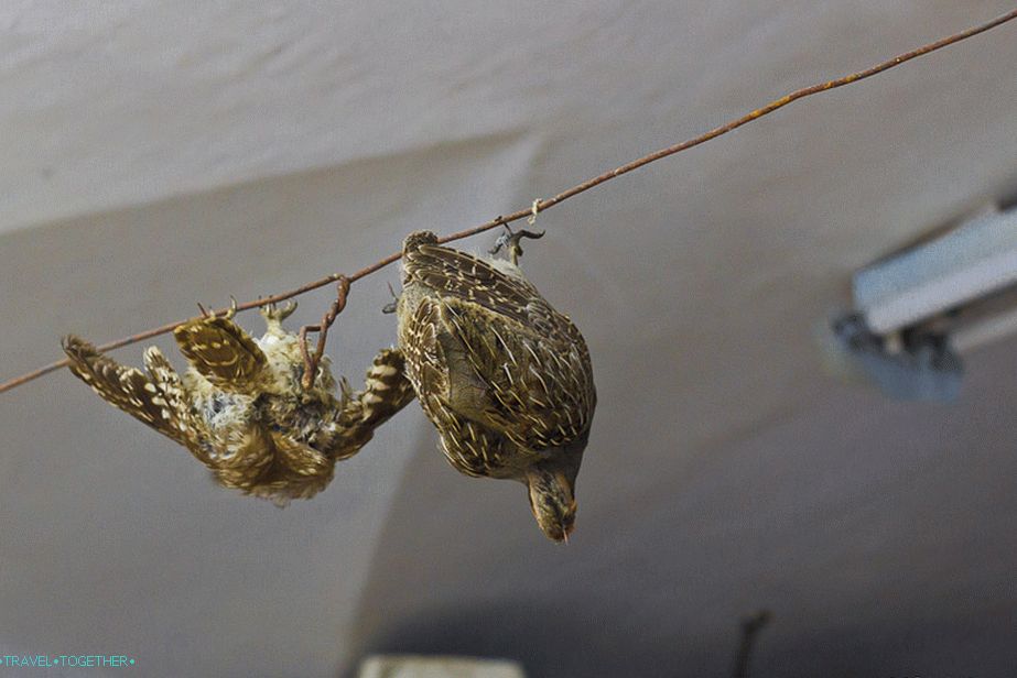 Ready Birds