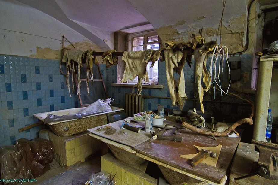 Taxidermy Workshop