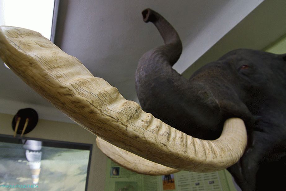 Kly slona visí na mříži v zoo