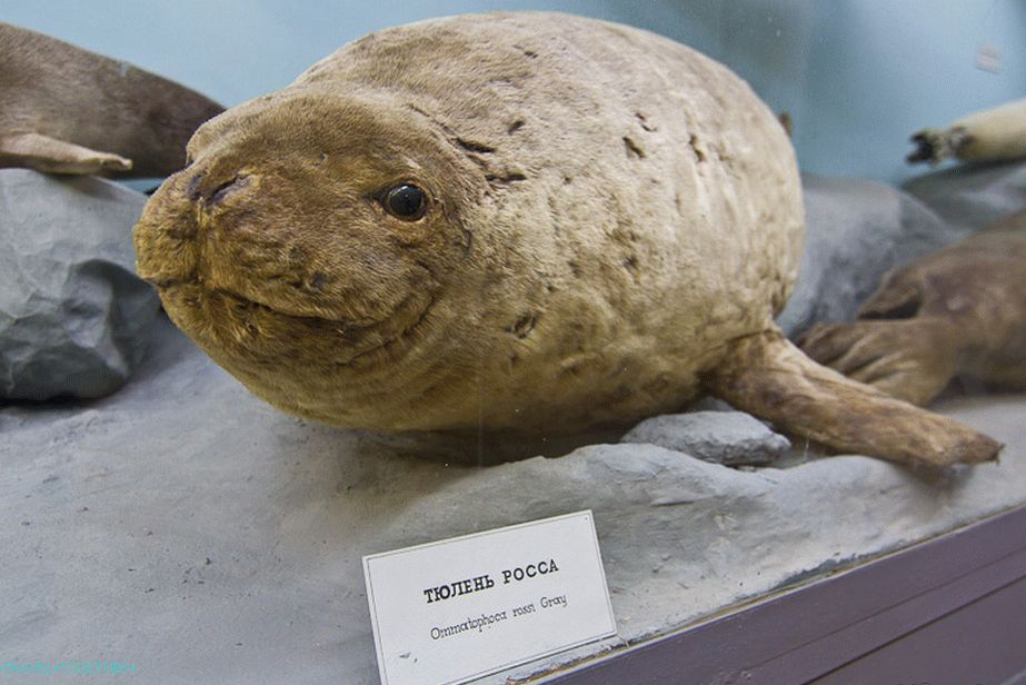 Seal