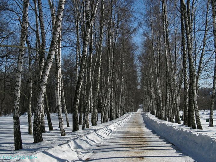 Muzeum Yasnaya Polyana. Birch Alley.