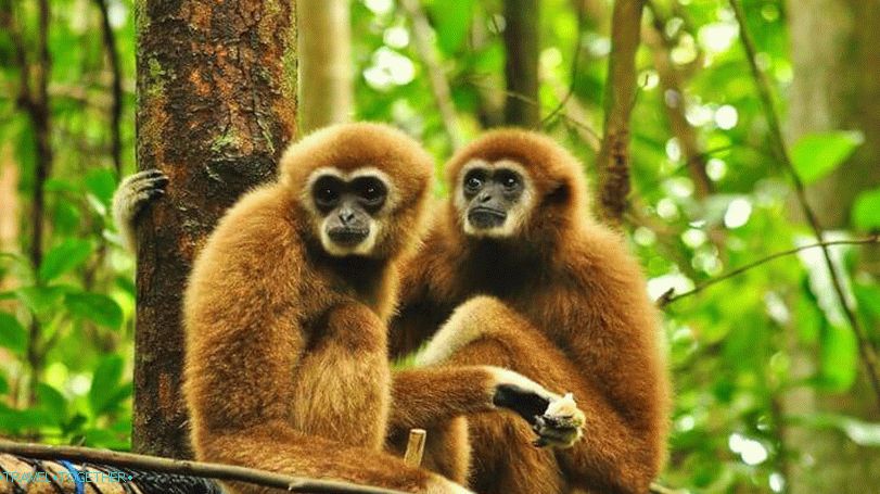 Gibbons v Thajsku