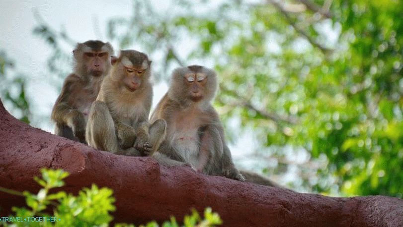 Macaques v Thajsku