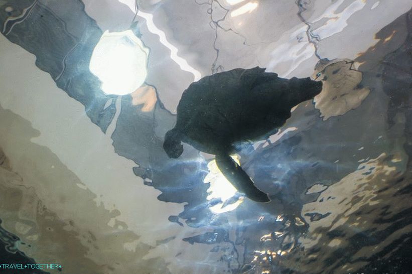 Všechno, co jsem viděl v tunelu