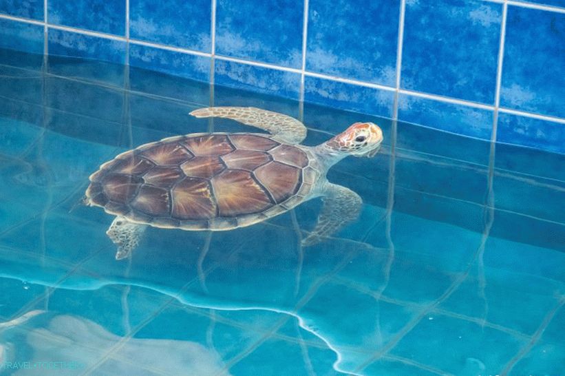 Phuket Oceanarium - což je spíše nudné akvárium