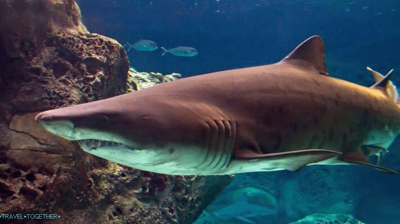 Phuket Aquarium