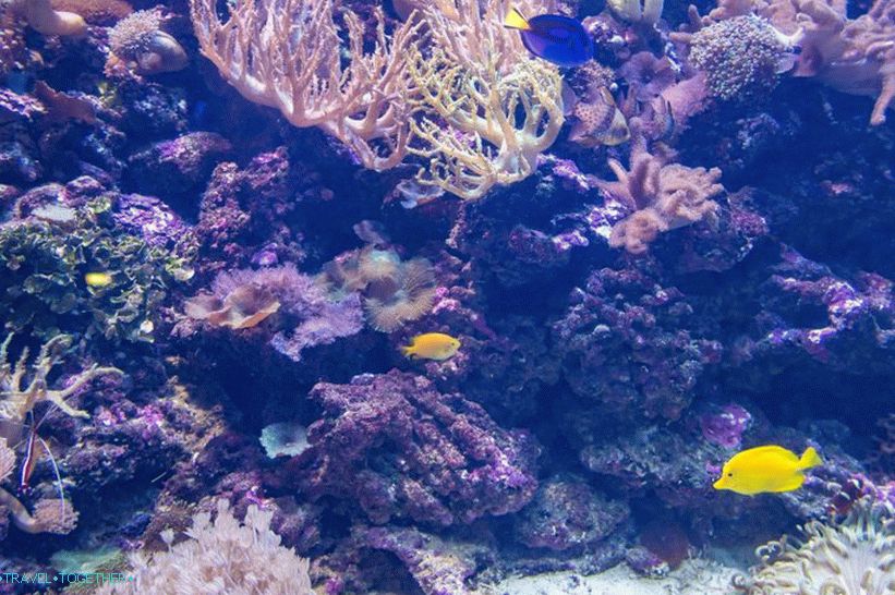 Oceanarium v   Adleru - překvapivě potěšení a šok
