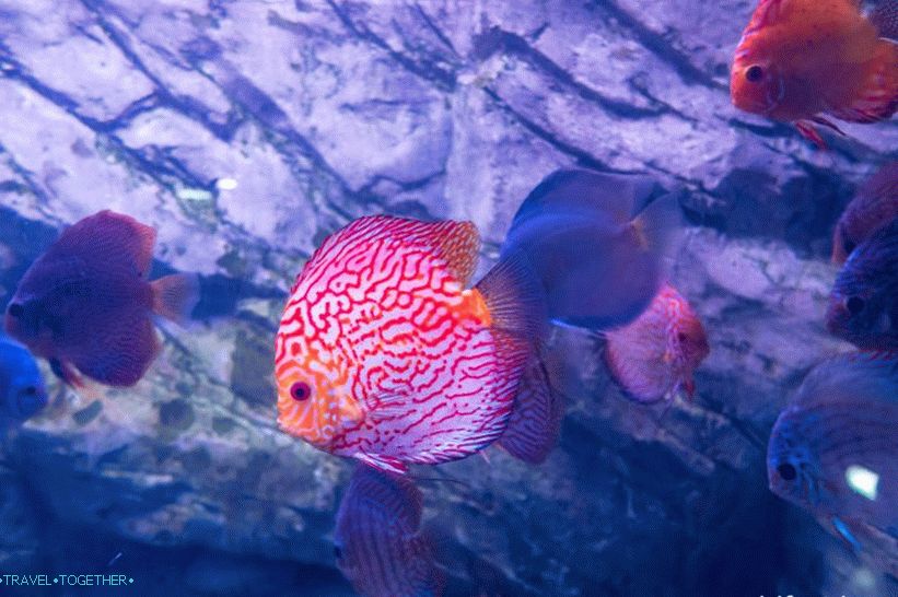 Oceanarium v   Adleru - překvapivě potěšení a šok