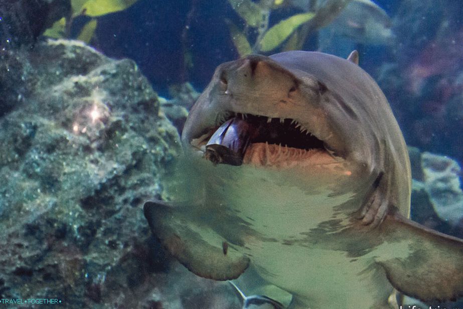 Žraločí krmení v Bangkok Oceanarium