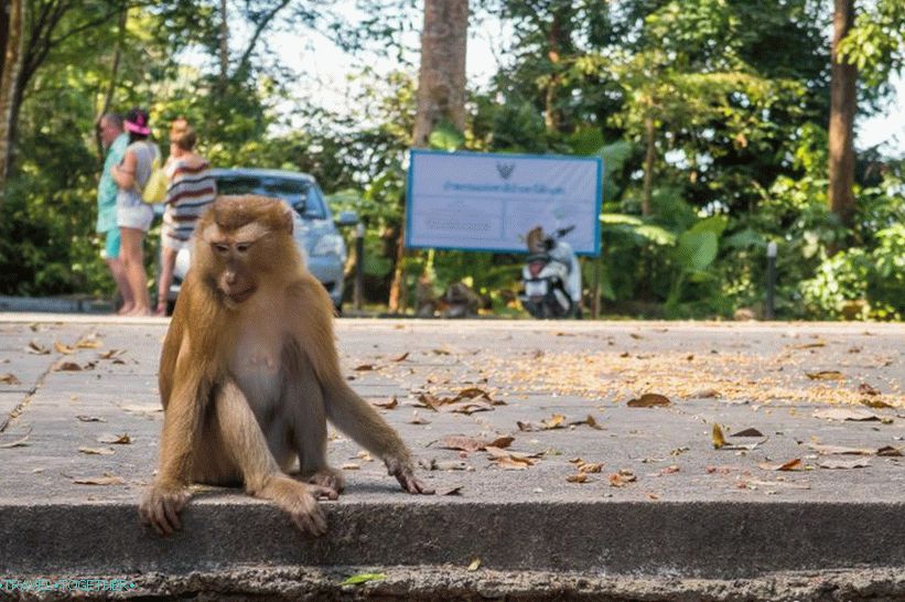 Nebezpečná hora Monkey v Phuketu - Monkey Hill (Monkey Hill)