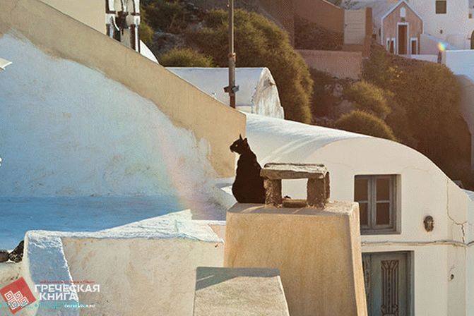 ranní kočka na Santorini