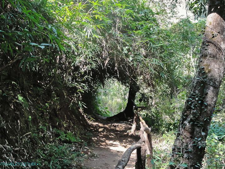 Doi Suthep Park Trails