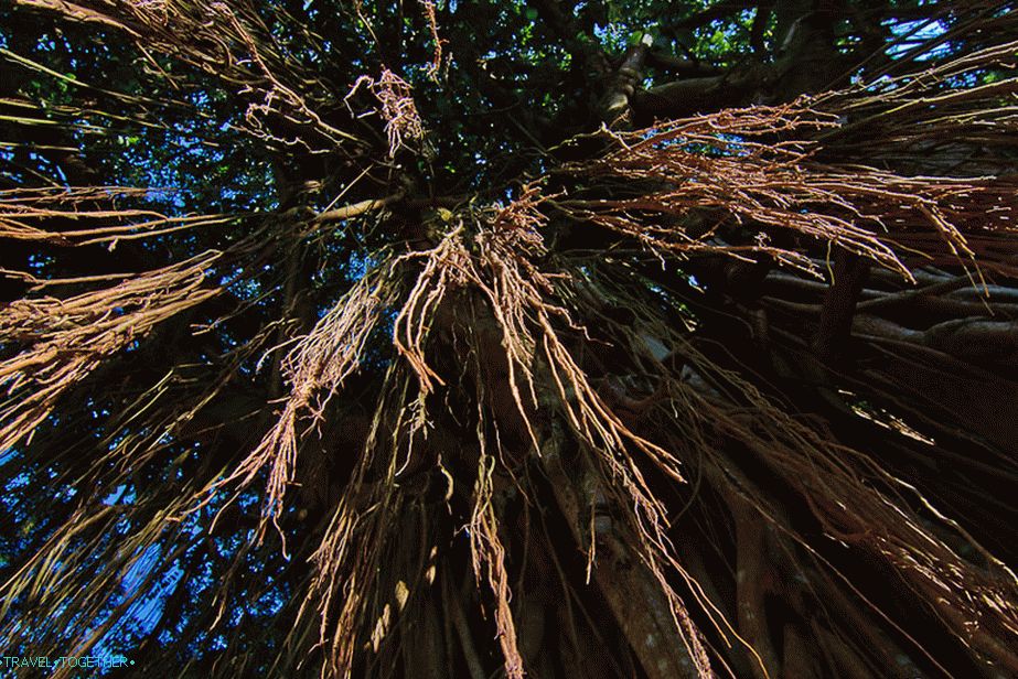 India Rubber Tree - visí téměř na podlaze