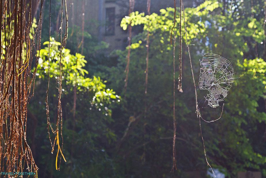 Indie guma strom a web v paprscích zapadajícího slunce