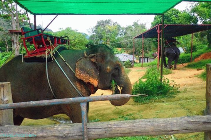 Co vidět, Elephant Village