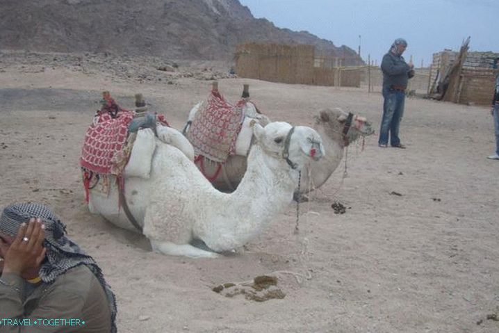 Hurghada, v beduínské vesnici