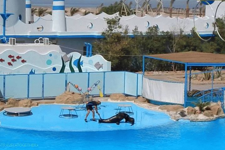 Kde je lepší odpočívat s dítětem, Dolphinarium v ​​Hurghadě