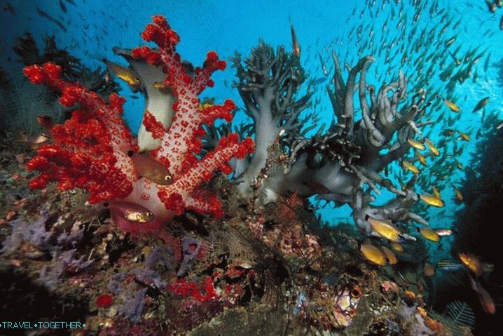 Sharm el-Sheikh, podvodní svět Rudého moře