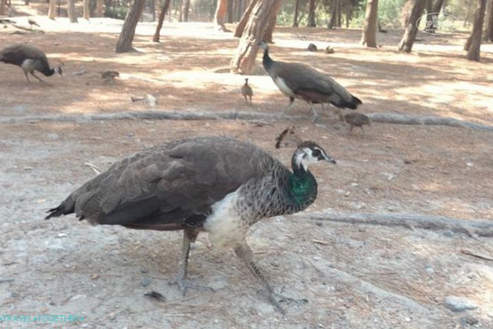 Greece Peacock Forest on Spit