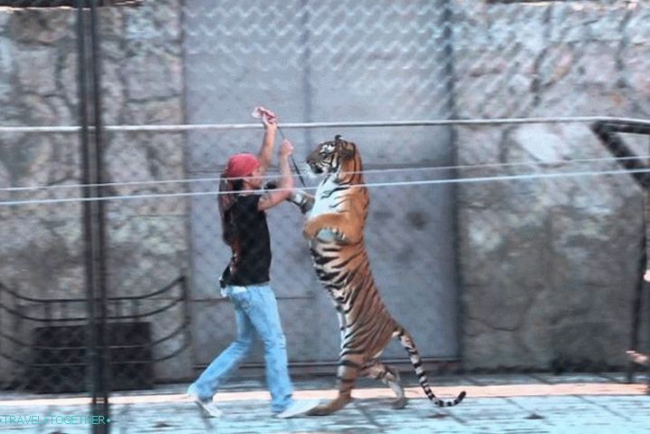 Таиланд Самуи Akvárium Samui  & Tiger Zoo