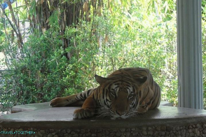 Thajsko Phuket Zoo Phuket
