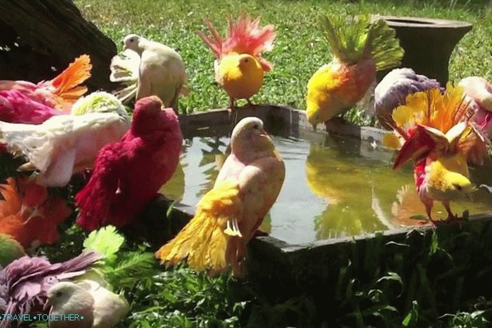 Samui, Children, Paradise park farma 