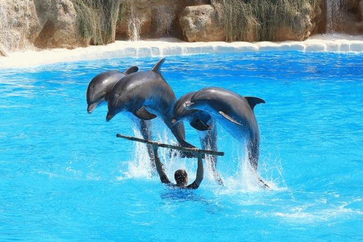 Dovolená s dětmi v Alanyi, Dolphinarium