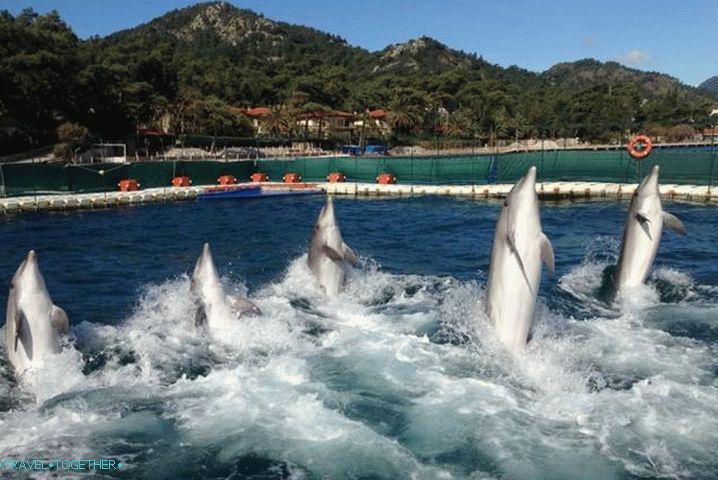 dovolená s dětmi, delfinárium Marmaris