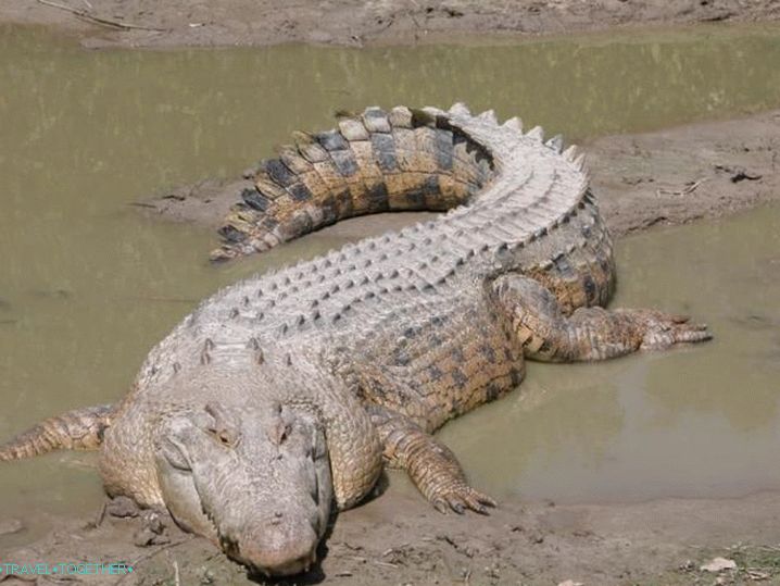 Phan Thiet, Krokodýl ptomnik. Děti