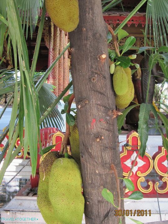 Jackfruits rostou na stromech