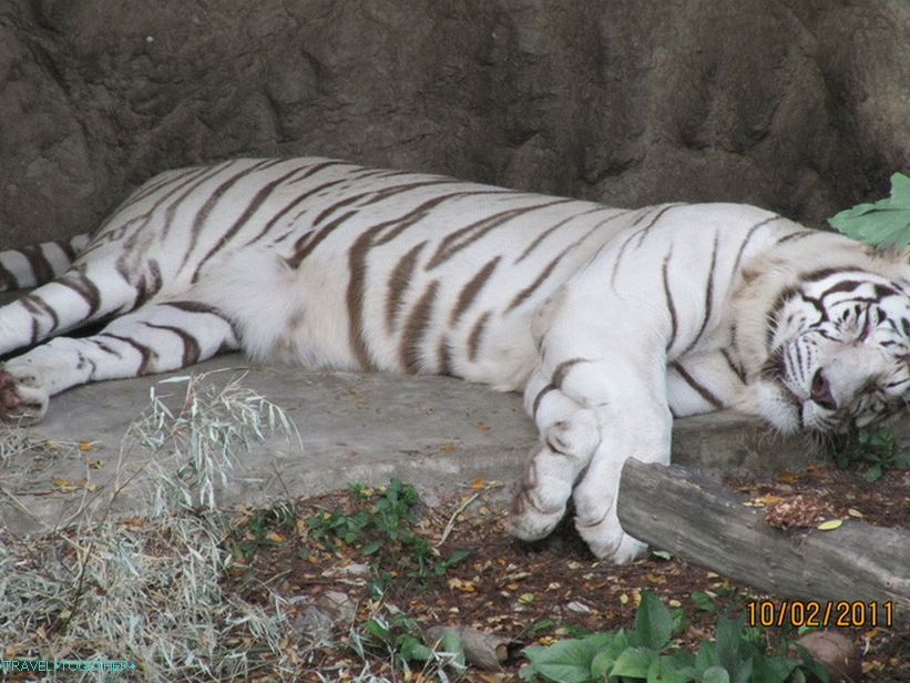 Zoo v Bangkoku