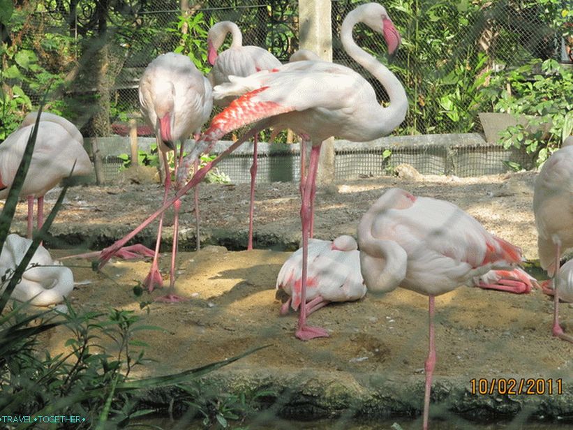 Zoo v Bangkoku