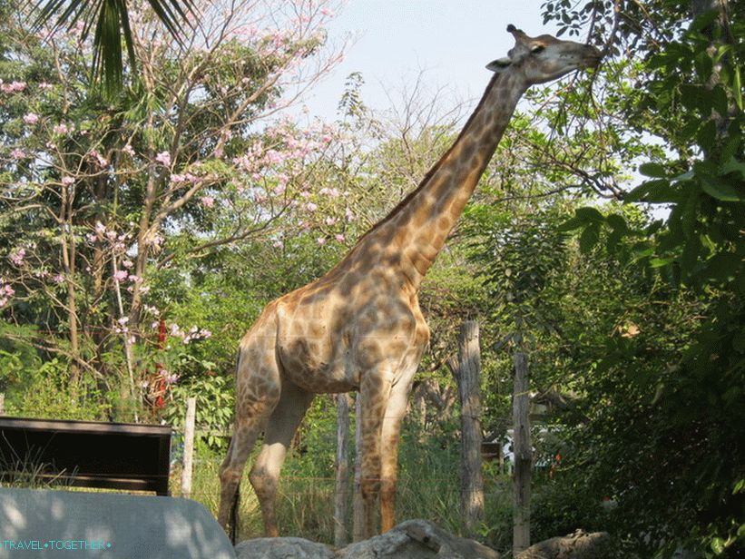 Zoo v Bangkoku