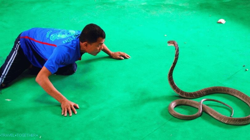 Snake Show v Thajsku