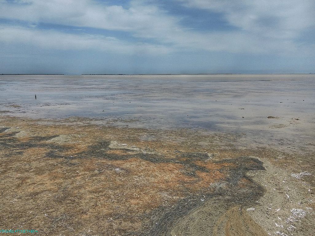 Camargue Marshes