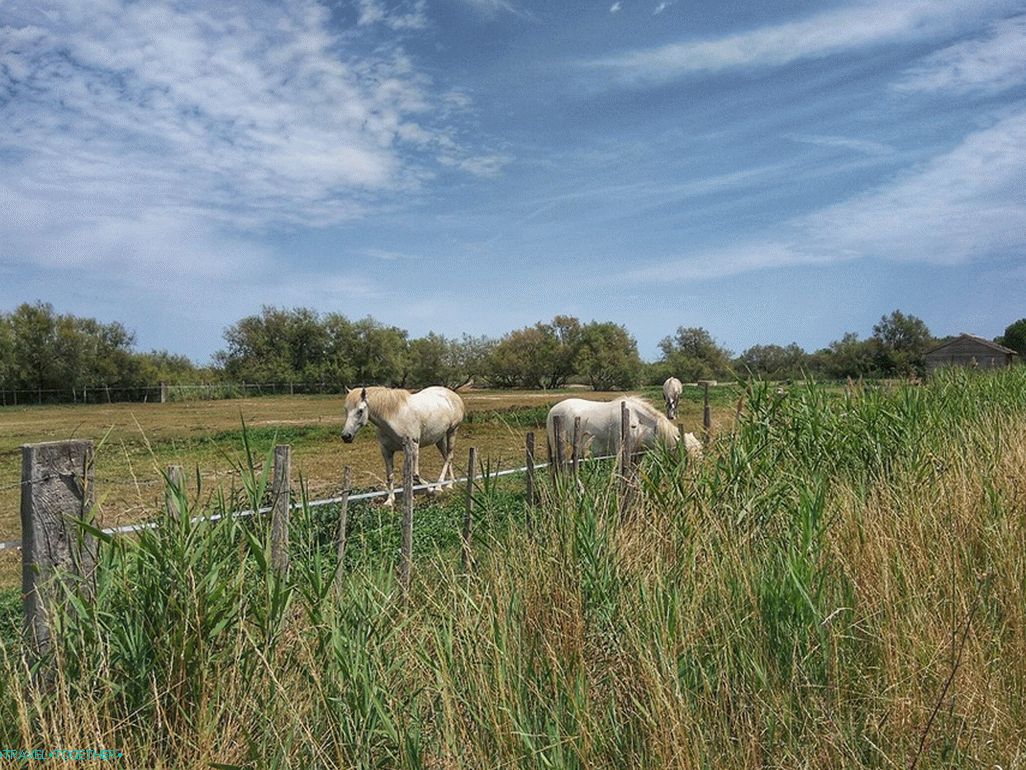 Slavní Camargue White Horse