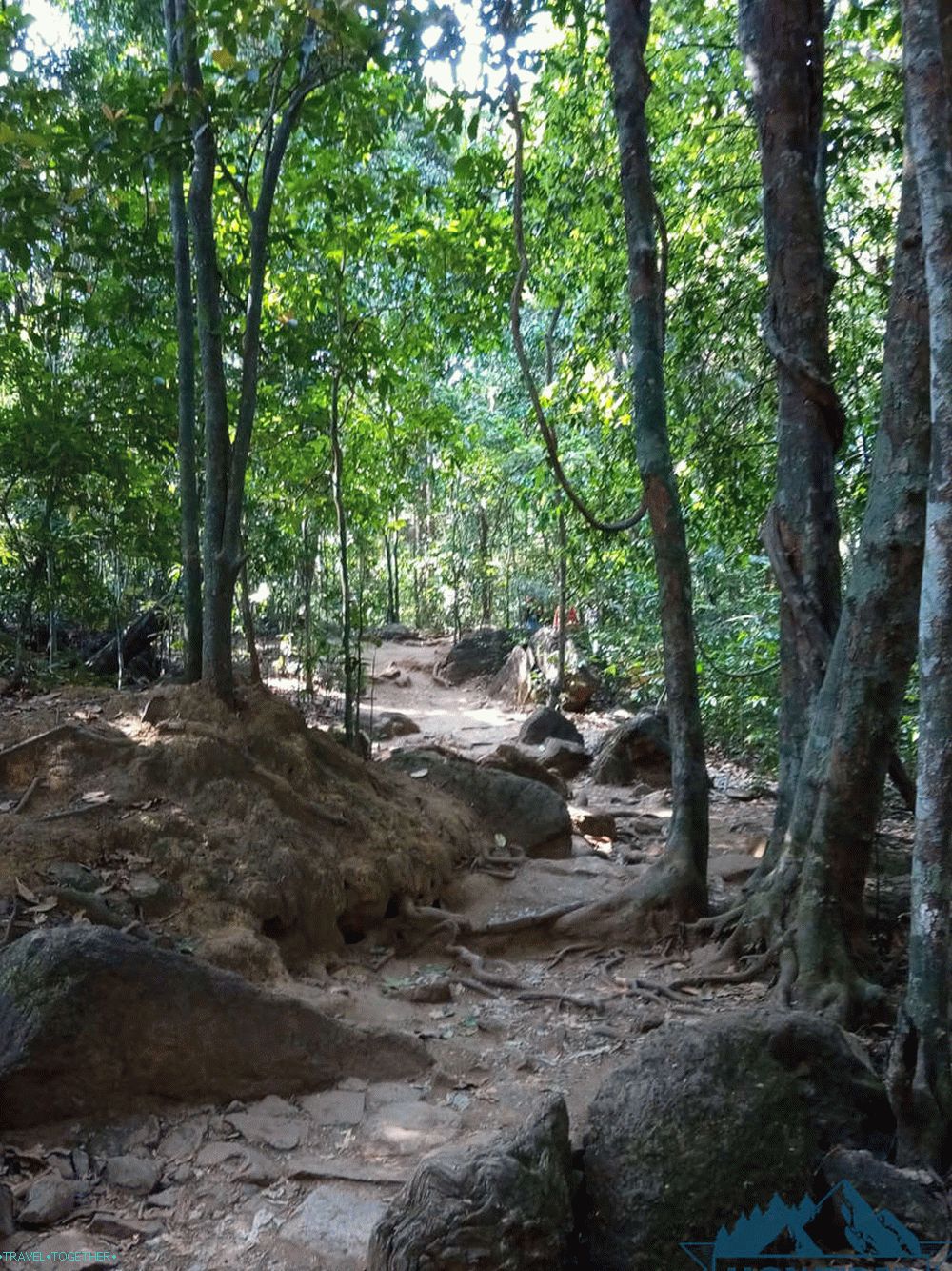 Jungle of Goa