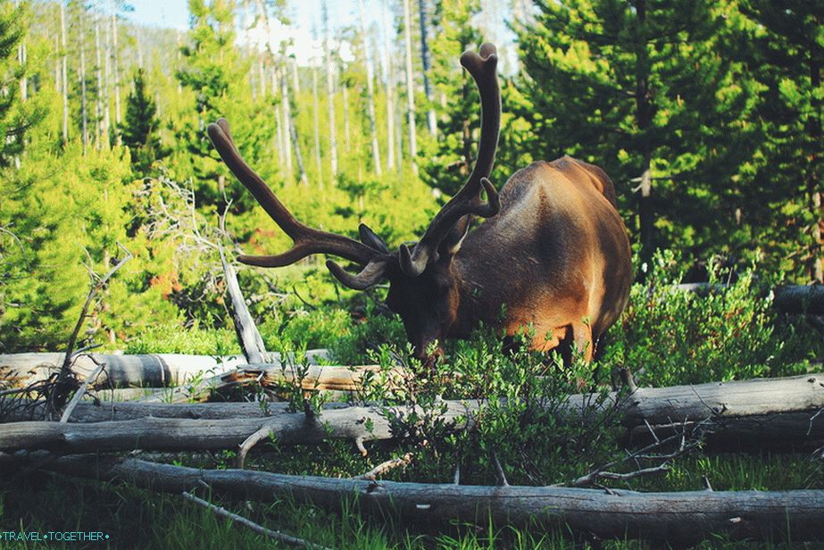 V Yellowstonském národním parku, USA