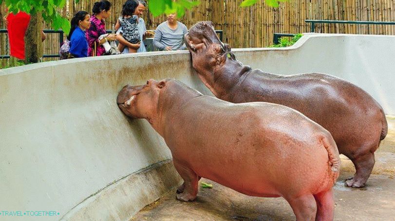 Zoo Dusit (Dusit Zoo) v Bangkoku