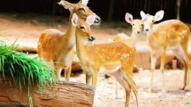 Zoo Dusit (Dusit Zoo) v Bangkoku