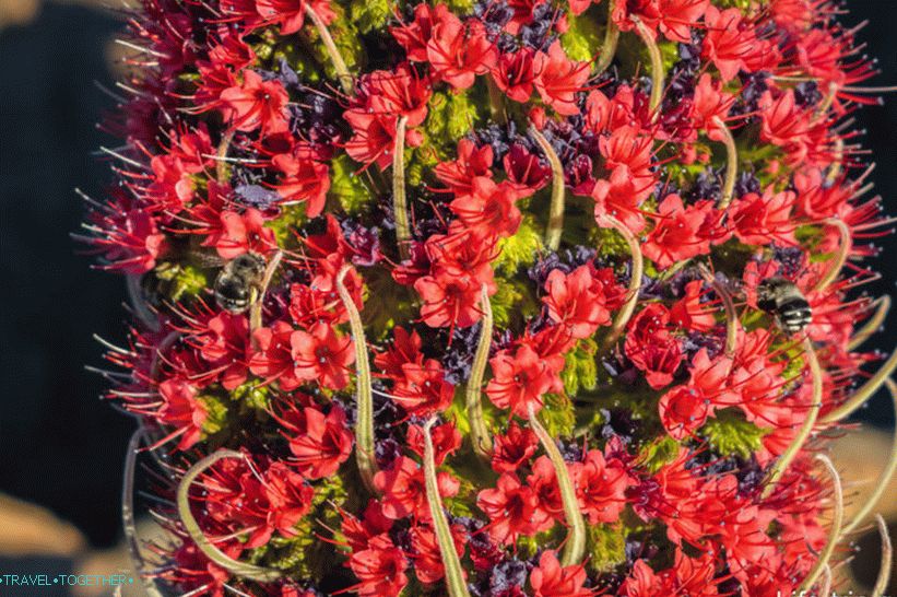 Takhinaste on Tenerife - květ sopky nebo věže šperků
