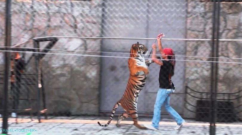 Zoo na Samui