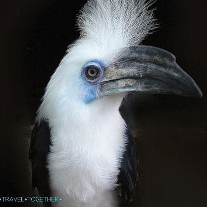 Zoo Phuket