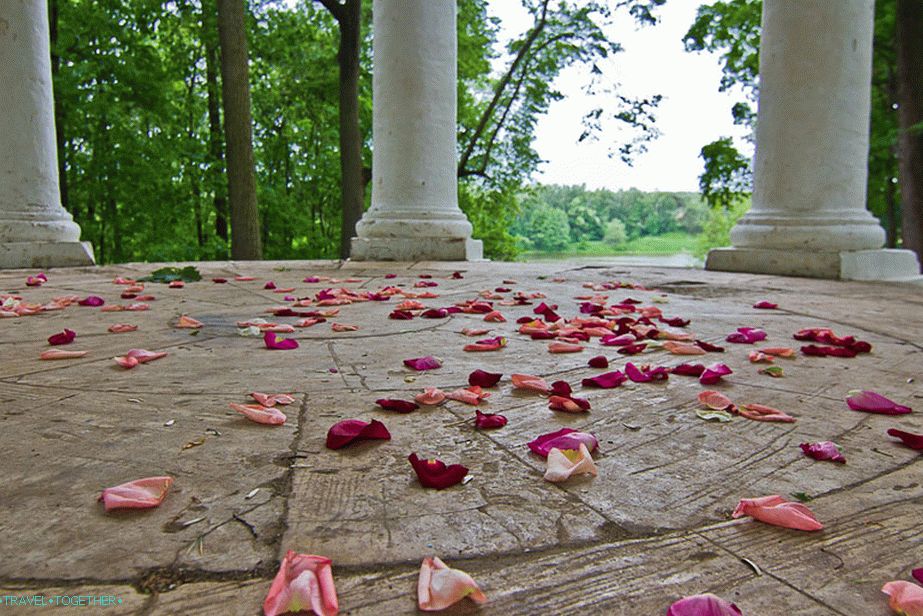Růže po svatbě v altánu po svatbě