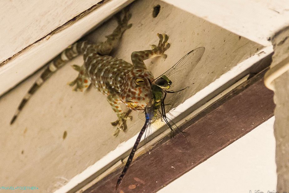 Gecko jí vážku