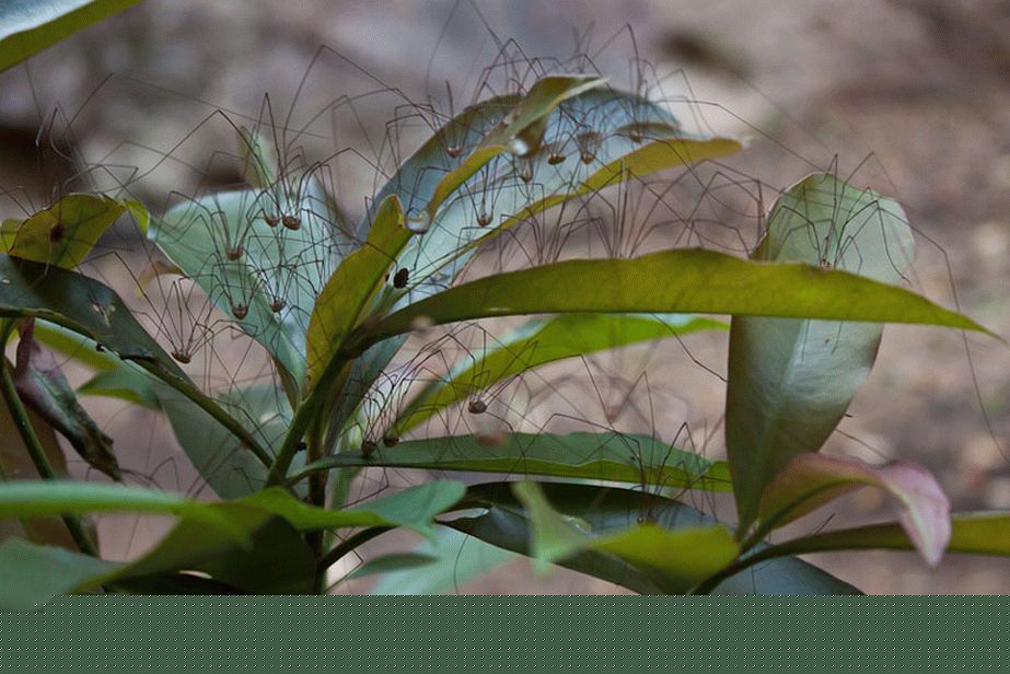 Spider Bush - hrůza! Spider Bush - hrůza!