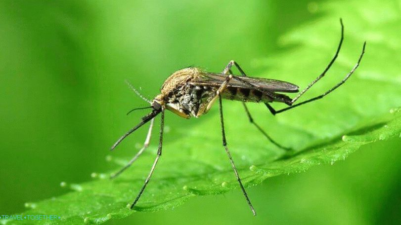 Komáři v Thajsku