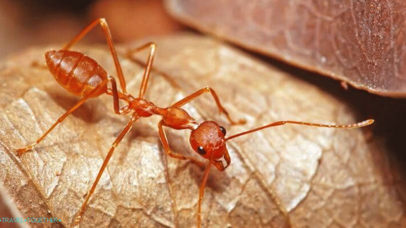 Mravenci v Thajsku