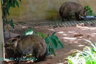Zvířata v zoo Khao Kheo v Pattaya